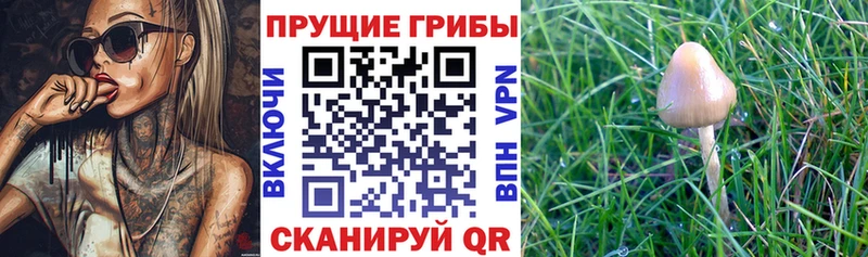Галлюциногенные грибы мухоморы  Североморск 